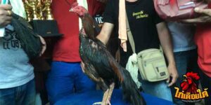 ข่าวไก่ชน