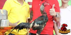 ข่าวไก่ชน