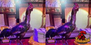 ข่าวไก่ชน