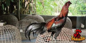 ข่าวไก่ชน
