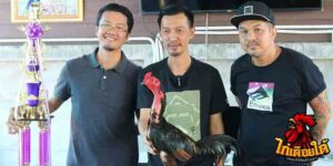 ข่าวไก่ชน