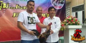 ข่าวไก่ชน
