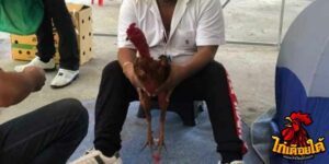 ข่าวไก่ชน