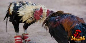 ข่าวไก่ชน