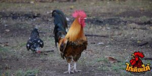 ข่าวไก่ชน