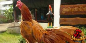 ข่าวไก่ชน