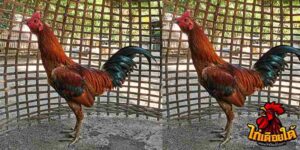 ข่าวไก่ชน
