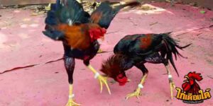 ข่าวไก่ชน