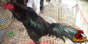 ข่าวไก่ชน