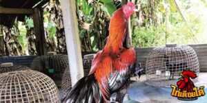 ข่าวไก่ชน
