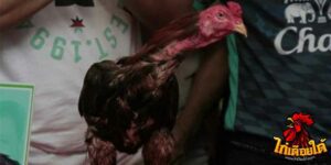 ข่าวไก่ชน