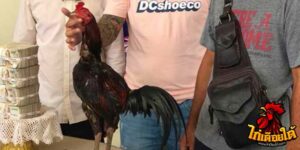 ข่าวไก่ชน