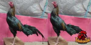 ข่าวไก่ชน