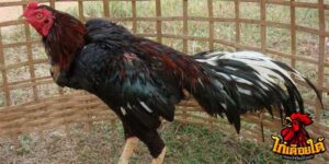 ข่าวไก่ชน