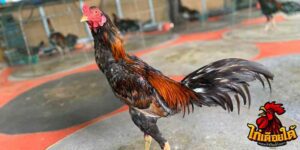 ข่าวไก่ชน