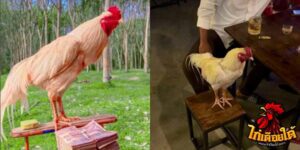 ข่าวไก่ชน