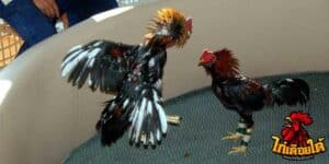 ข่าวไก่ชน