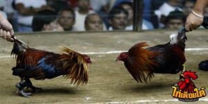 ข่าวไก่ชน