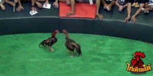 ข่าวไก่ชน