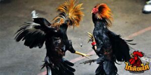 ข่าวไก่ชน