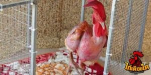 ข่าวไก่ชน