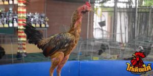 ข่าวไก่ชน