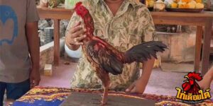 ข่าวไก่ชน
