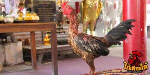 ข่าวไก่ชน