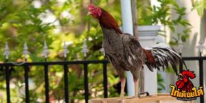 ข่าวไก่ชน