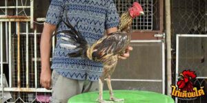 ข่าวไก่ชน