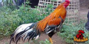 ข่าวไก่ชน