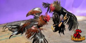ข่าวไก่ชน