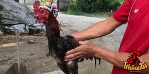 ข่าวไก่ชน