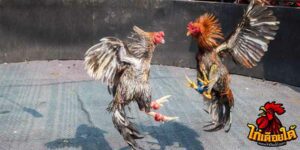ข่าวไก่ชน