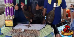 ข่าวไก่ชน