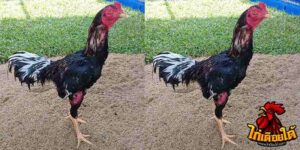 ข่าวไก่ชน