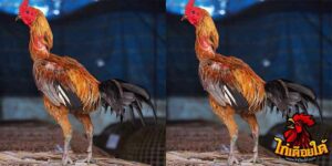 ข่าวไก่ชน