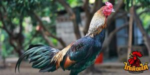 ข่าวไก่ชน
