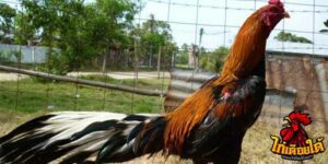 ข่าวไก่ชน