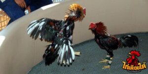 ข่าวไก่ชน