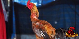 ข่าวไก่ชน