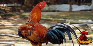 ข่าวไก่ชน