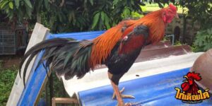 ข่าวไก่ชน
