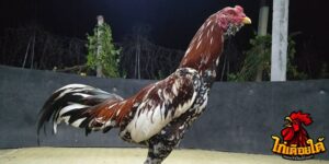 ข่าวไก่ชน