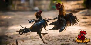 ข่าวไก่ชน