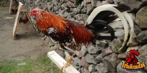 ข่าวไก่ชน