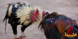 ข่าวไก่ชน