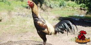 ข่าวไก่ชน