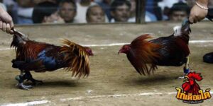 ข่าวไก่ชน