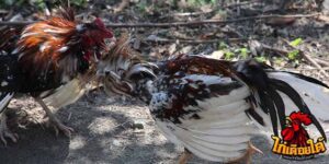 ข่าวไก่ชน